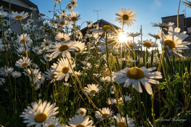 神聖なる太陽の光
