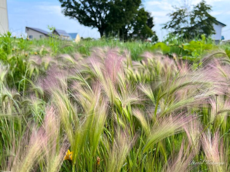 摩訶不思議な野草