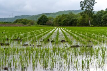 Bay Koki Takada (Hokuryu Kasabası) tarafından yetiştirilen kuru ekili pirinç "Emimaru" sağlıklı bir şekilde büyüyor