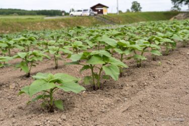 世界のひまわりさん達の成長