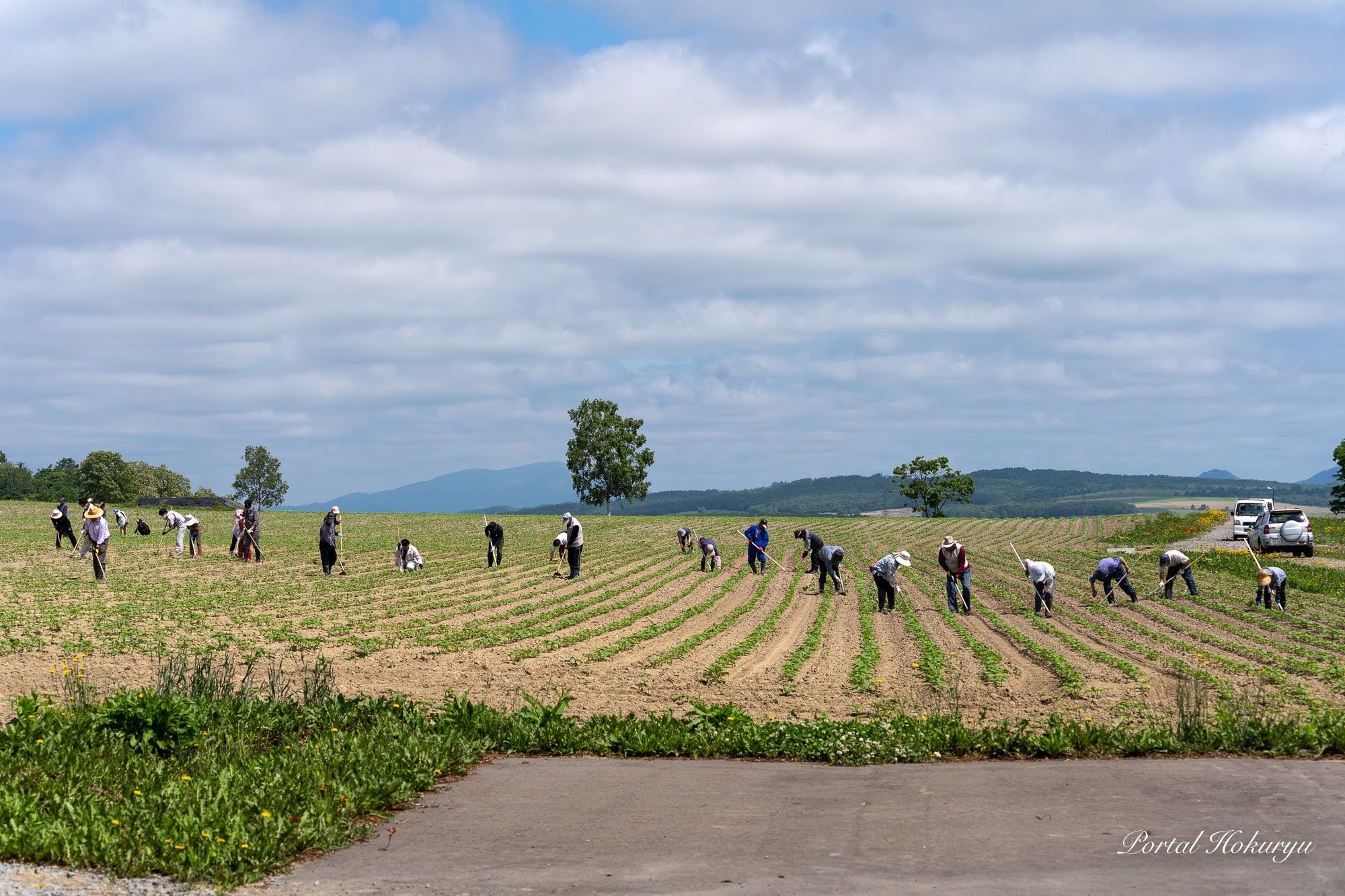 ひまわりの里の草刈り・間引き作業 町民ボランティアが参加「きれいなひまわりが咲きますように」