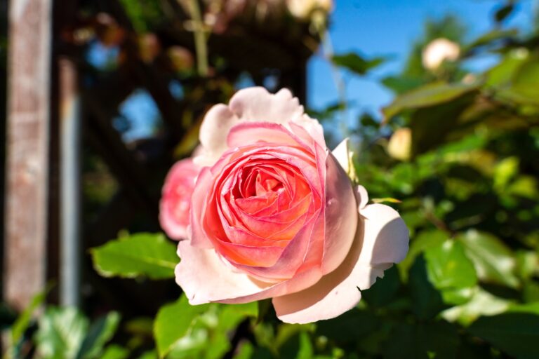 初夏の優美なお花たち