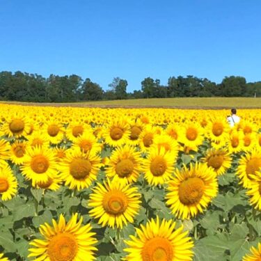 Berlatih dengan 15 orang. Hari ini juga dari Ave Maria. Baiklah, kami akan berlatih dua kali seminggu mulai minggu depan 👍 🎵 👍 [Paduan Suara Bunga Matahari Kota Hokuryu] ￼