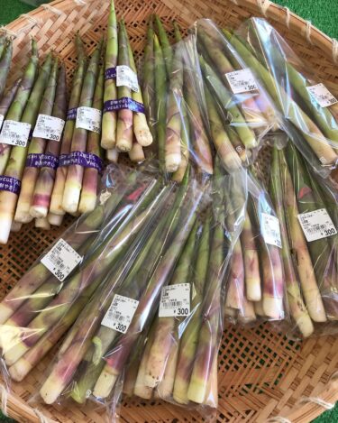 今（6/4）竹の子が入りました。 太くてとても立派な竹の子です。初物いかがですが？【みのりっち北竜】