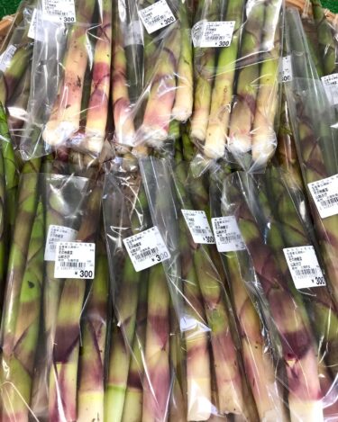 วันจันทร์ที่ 11 มิถุนายน หน่อไม้เพิ่งมาถึงครับ นี่คือหน่อไม้ชั้นดี [มิโนริช โฮคุริว]