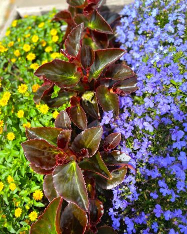 珍客 🐸🐸🐸 お店前のプランターの花 🌼 🌸 の上で一休み❓ 何処から来たの？【みのりっち北竜】