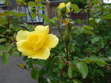 北竜町長 佐野豊 活動報告・6月20日（月）町長部局課長等ミーティング、高齢者運転免許証返納事業取材