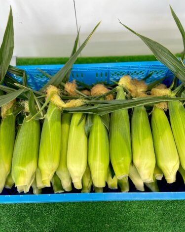 本日の初お目見えは、スイトコーン（サニーショコラ）柔らかくて甘いとうもろこしです 🌽【みのりっち北竜】
