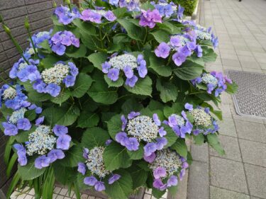 北竜町長 佐野豊 活動報告・6月21日（火）第２回北竜町定例議会