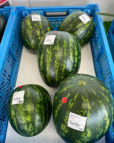 カメハメハという赤い西瓜 🍉 黒皮の西瓜 🍉 赤肉と黄肉両方あります【みのりっち北竜】