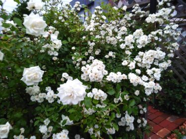 北竜町長 佐野豊 活動報告・6月28日（火）工事入札防火（水槽新設工事）、130周年記念事業検討協議、酪農学園大学阿部教授来訪、教育関係者歓迎会（校長・教頭）