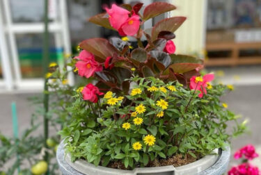 Şəhər əkinlərindəki çiçəklər yay versiyalarına dəyişdi ♪ Minoriç Hokuryuda əkilən çiçəklər də tam çiçək açır ♪ [Minorich Hokuryu]