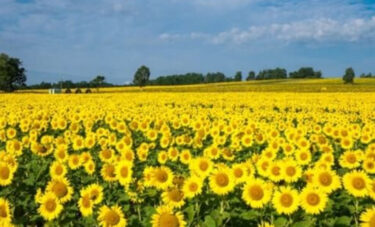 Bugünden itibaren geçmiş Ayçiçeği Festivallerinden fotoğrafları birkaç paylaşımda sizlerle paylaşacağız. [Hokuryu Kasabası Ayçiçeği Turizm Derneği]