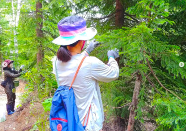 アカエゾマツの森で新芽を摘む：新芽は化粧品ブランドSHIROの手に渡り、化粧品になる予定【自然下・上井達矢さん仁美さん】