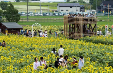 過去のひまわりまつりの写真第２弾：ひまわり迷路と展望台。今年度の展望台は仮設にて実施を予定しております【北竜町ひまわり観光協会】