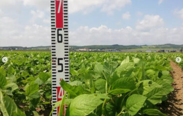 だいぶ大きくなりました！背丈は40センチくらいになりました【黒千石事業協同組合】