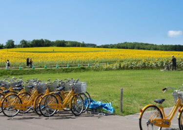 過去のひまわりまつりの写真から。第３弾はレンタサイクル、ひまわり色の黄色の自転車に乗ってひまわり畑を巡ってみませんか？【北竜町ひまわり観光協会】