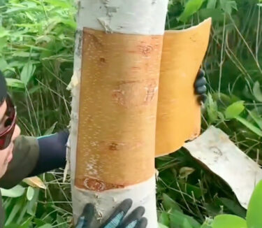 今年も白樺樹皮を採取中：白樺樹皮の販売は9月以降を予定しています【自然下・上井達矢さん仁美さん】