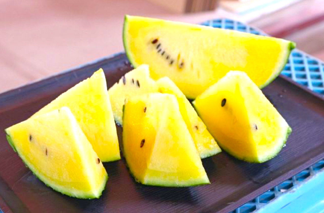 黄色く輝く「ひまわりすいか」糖度１１度以上、みずみずしく 空知管内北竜町【北海道新聞 どうしん 電子版】