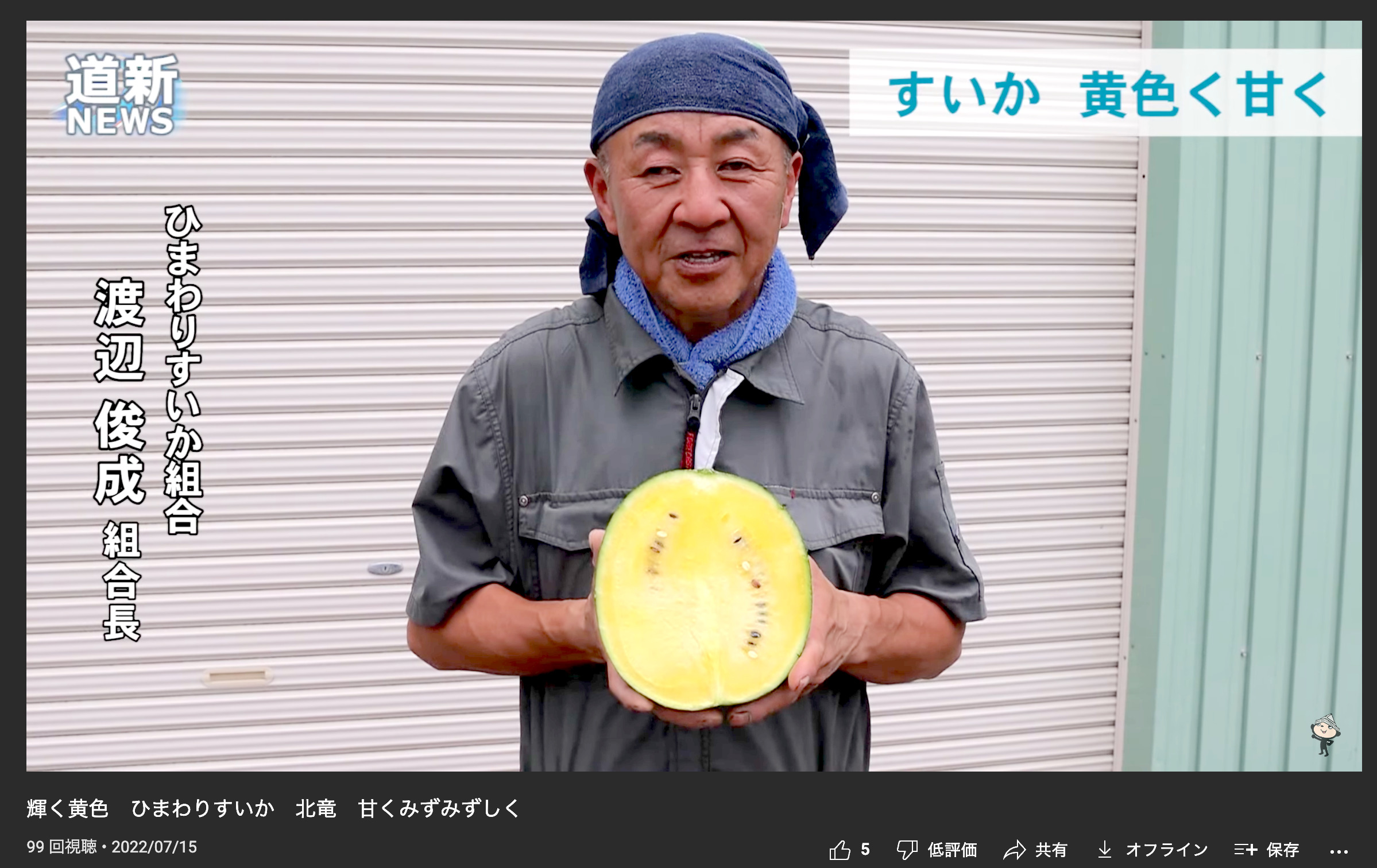 輝く黄色 ひまわりすいか 北竜 甘くみずみずしく【北海道新聞 どうしん動画ニュース】