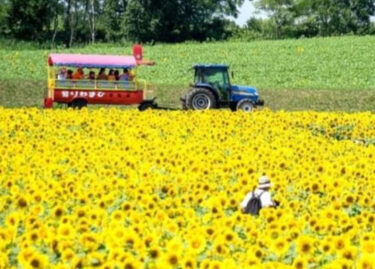 過去のひまわりまつりの写真第４弾はトラクター牽引屋根付きキャビンです。ひまわりの里を約12分で１周します【北竜町ひまわり観光協会】