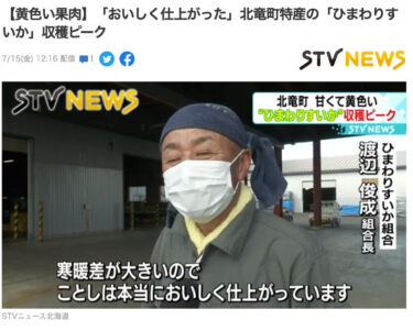 【黄色い果肉】「おいしく仕上がった」北竜町特産の「ひまわりすいか」 収穫ピーク【ＳＴＶ札幌テレビ】