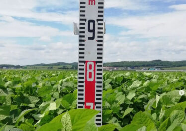 今週の黒千石大豆畑です。適度に雨が降っているので、順調に育ってます ✨ 今日の背丈は70センチくらいでした【黒千石事業協同組合】