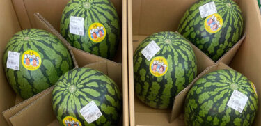 ひまわり西瓜 🌻 たくさんはいっています。できる限りご希望にお答えしてお送りしています ♪【みのりっち北竜】