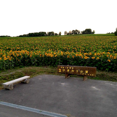 सूरजमुखी महोत्सव आखिरकार कल (23/7) शुरू हो रहा है। उद्घाटन समारोह कल सुबह 11 बजे होगा। [होकुर्यु टाउन सूरजमुखी पर्यटन संघ]