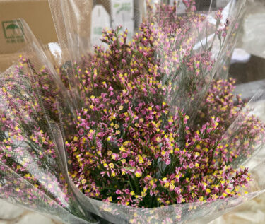 あいにくの曇り空ですが沢山品物が揃っています。 本日も焼き立てパン 🍞🥐🥖🥪 がありますよー 😃【みのりっち北竜】