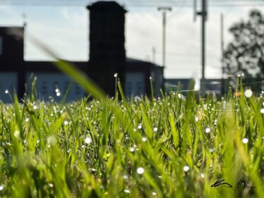 सुबह की ओस की रोमांचकारी चमक