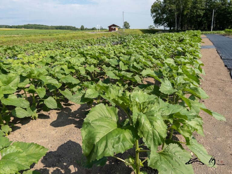 世界のひまわりさん