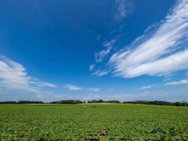 ひまわりの里の健やかなる成長:7月4日(月)2022年