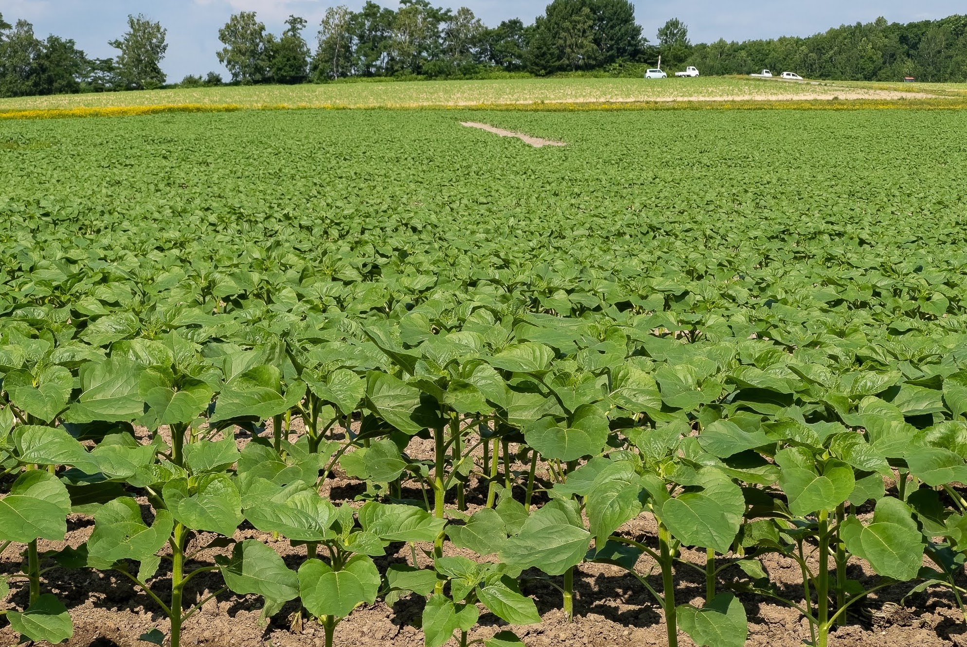 7月4日 健やかなる成長
