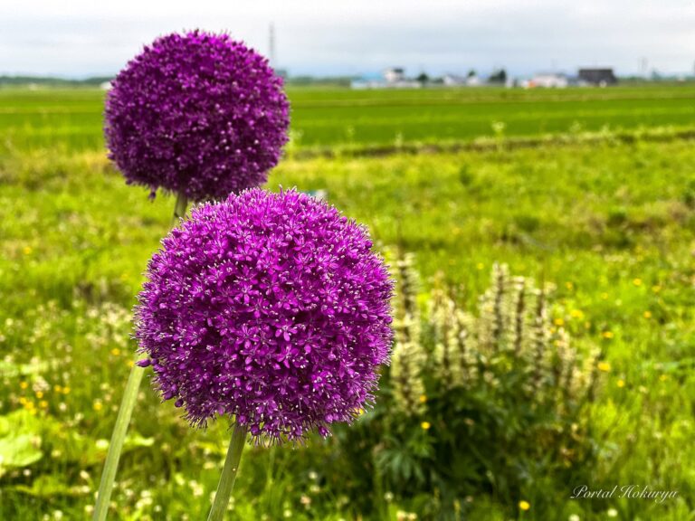 ネギの花「アリウムギガンチウム」