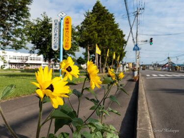 町の沿道を飾る百輪咲きひまわり「サンフィニティ」