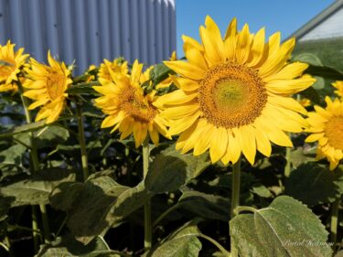 元気パワーを放つ町のお庭のひまわりさん達！