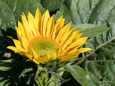 パワーアップする世界のひまわりさん：7月8日（金）2022年