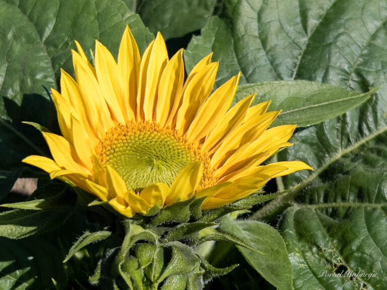 世界のひまわりさん開花