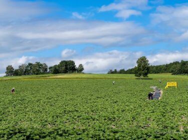 Himawari no Sato-da günəbaxan labirintində təmir işləri davam edir! : 8 iyul (cümə) 2022