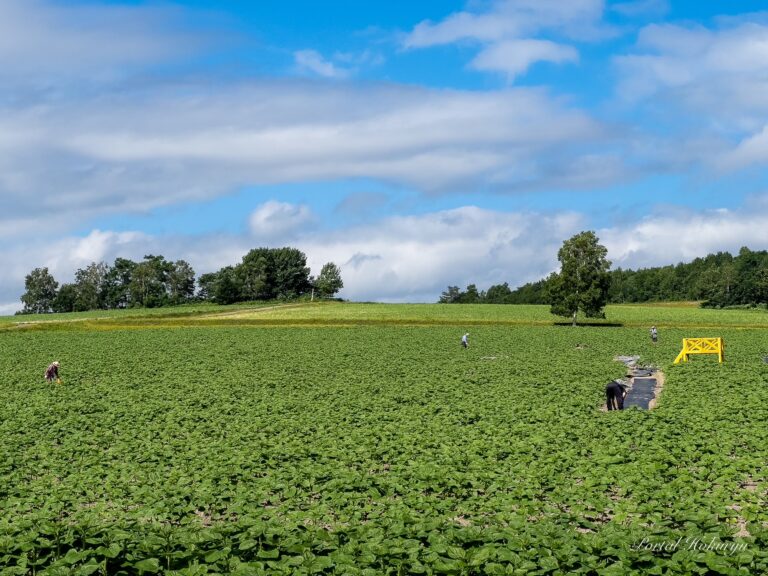 ひまわりの里の整備作業