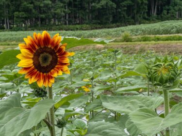 ดอกทานตะวันทั่วโลกเปล่งแสงสดใส 13 กรกฎาคม (พุธ) 2565