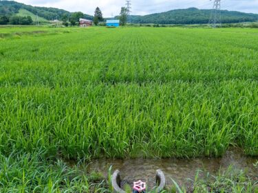 高田幸喜さん（北竜町）の乾田直播米「えみまる」逞しい成長