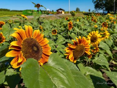 ดอกทานตะวันทั่วโลกกำลังบานอย่างงดงาม! : วันที่ 21 กรกฎาคม (พฤหัสบดี) 2565