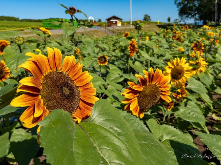 世界のひまわりさん優美に花開く！
