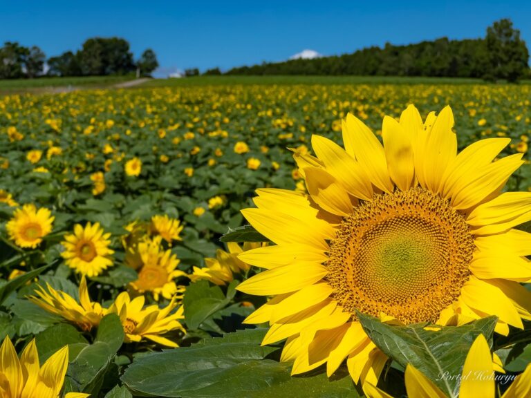 ひまわりまつりスタート