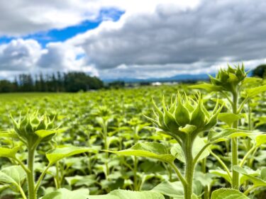 立派に成長するひまわりの蕾さん・7月25日（月）2022年