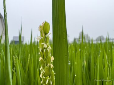 豊穣・豊作に祈りをこめて！