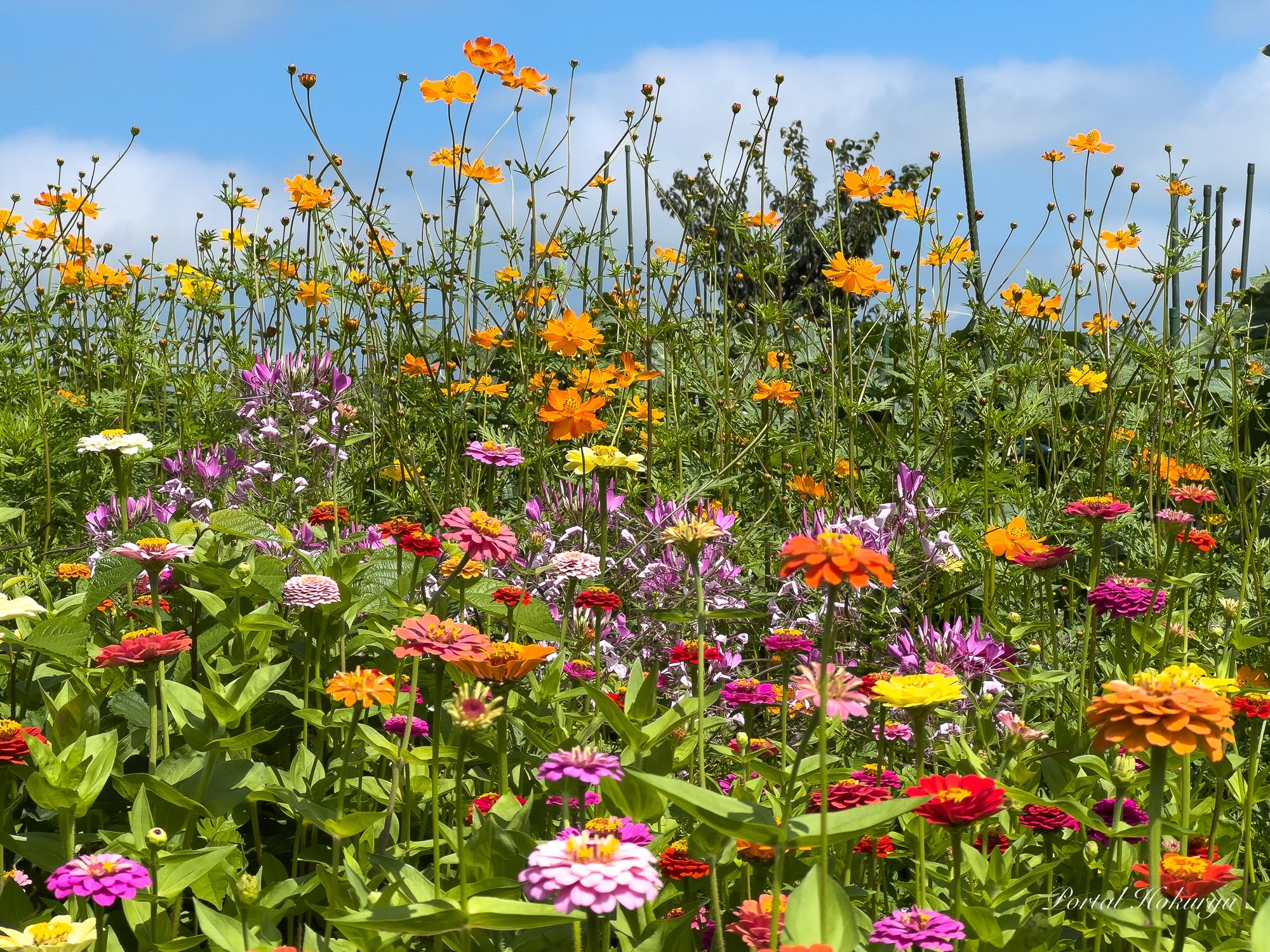夢の花園・北竜町の美しいナチュラルガーデン！