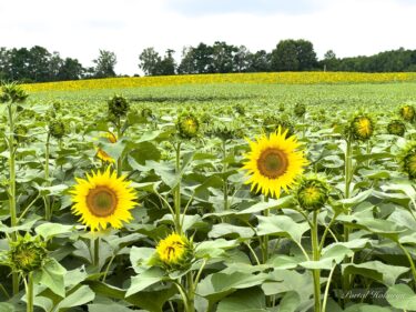 Ayçiçeği Köyü, enerji ve güç dolu, Perşembe, 28 Temmuz 2022